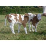 Cow - Galloway Calf - Schleich 13969 NEW in 2024 COMING SOON